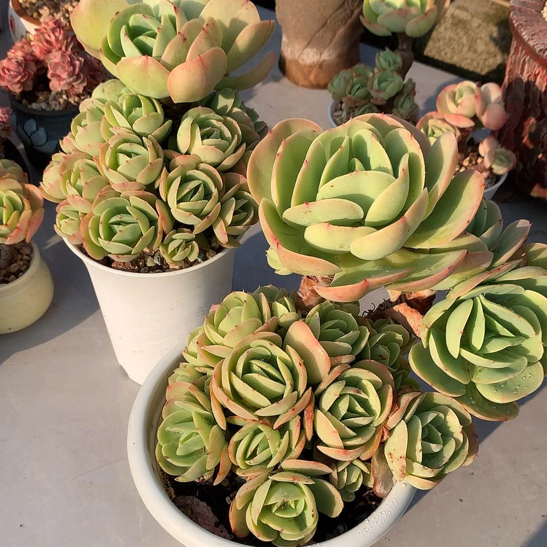 鸡蛋碧桃多肉两颗