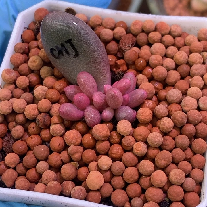 彩虹奶酪锦多肉植物