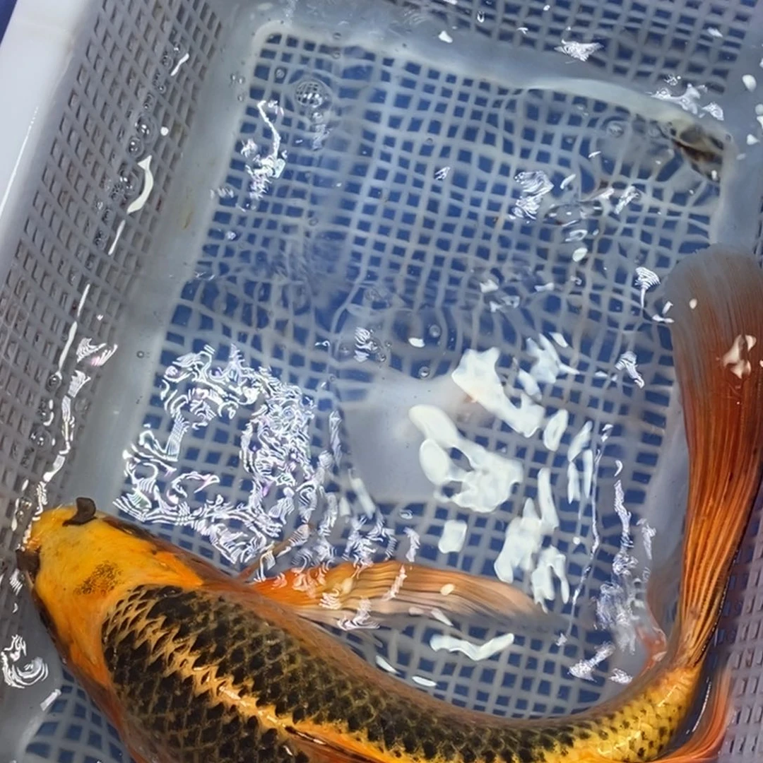 锦鲤冷水锦鲤包邮