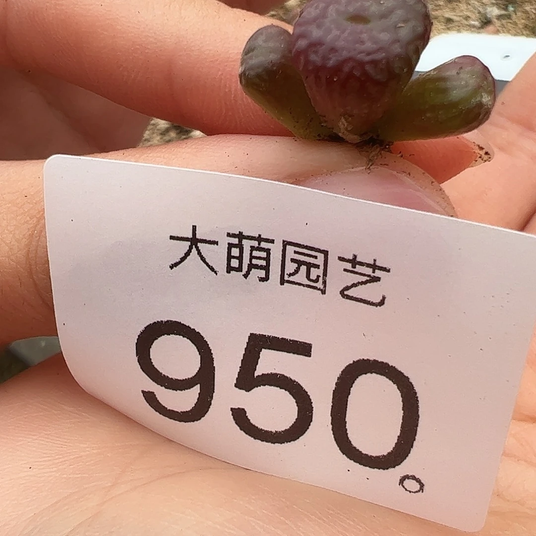 一物一拍。           950