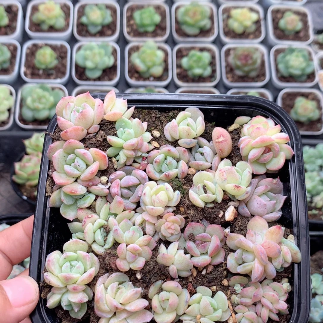 无花朵Z42英语英语