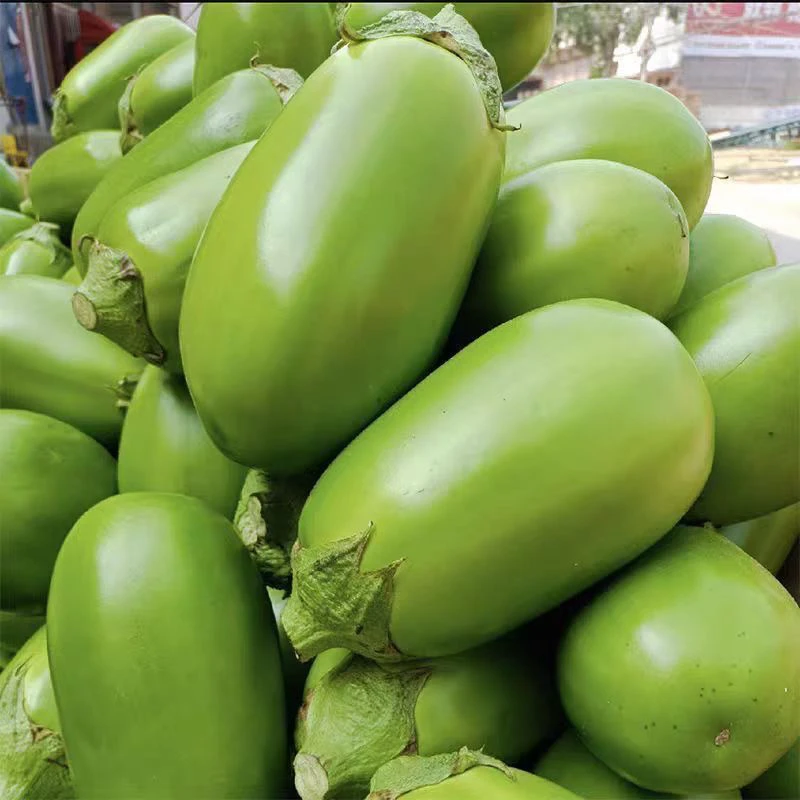 现摘新鲜绿茄子河南特产青茄子新鲜蔬菜批发农家自种茄子