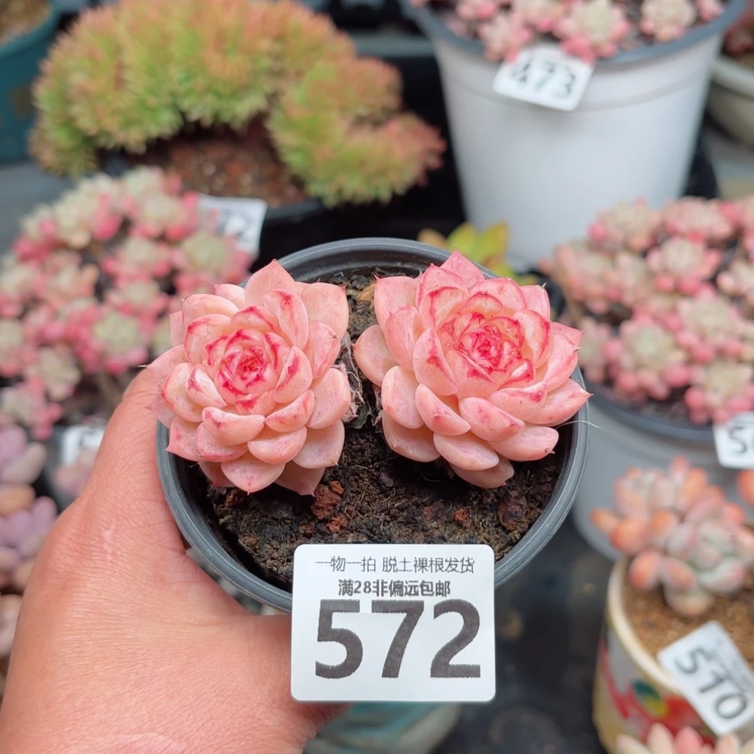 天鹅绒不包整无盆土发货