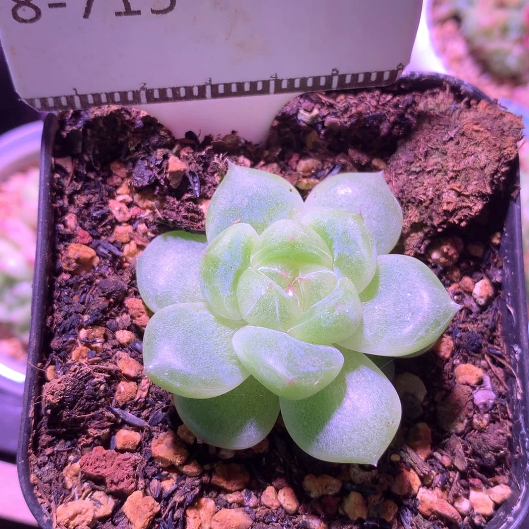 白心包子珍妮优选58包邮