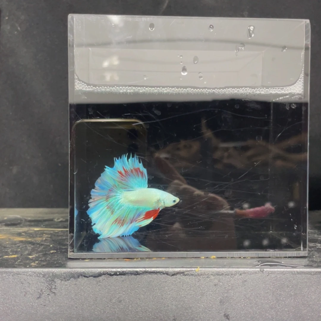 海水哈哈哈哈哈哈啊哈哈哈