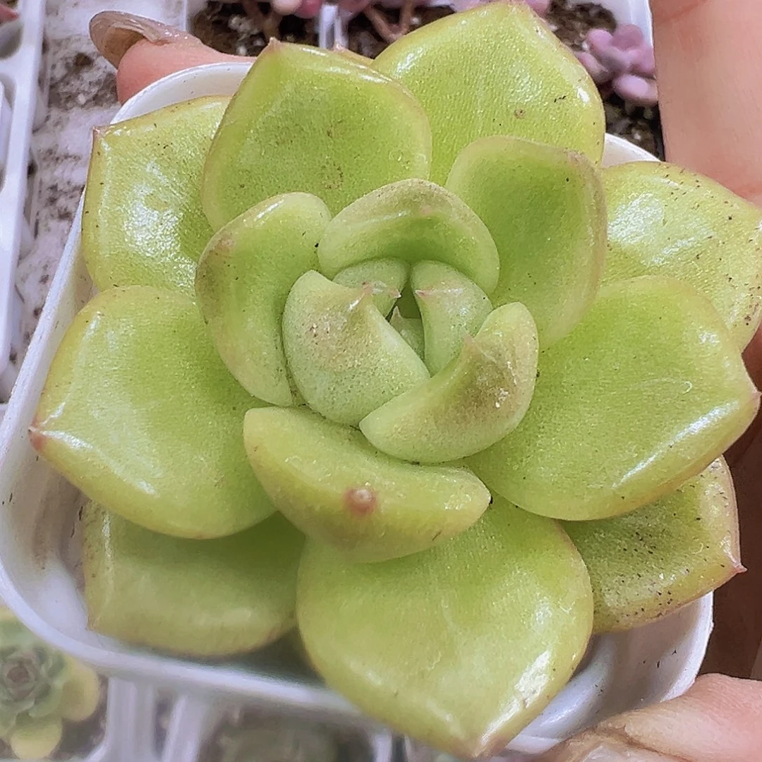 绿珍妮19包邮多肉植物