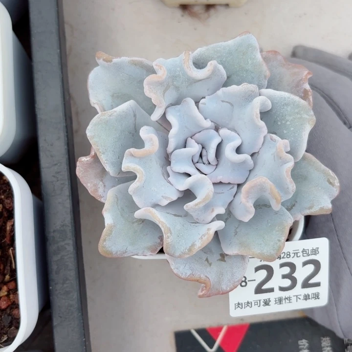芭蕾舞者肉无盆土发货