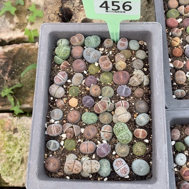 呜***咪生石花等植物的生长456