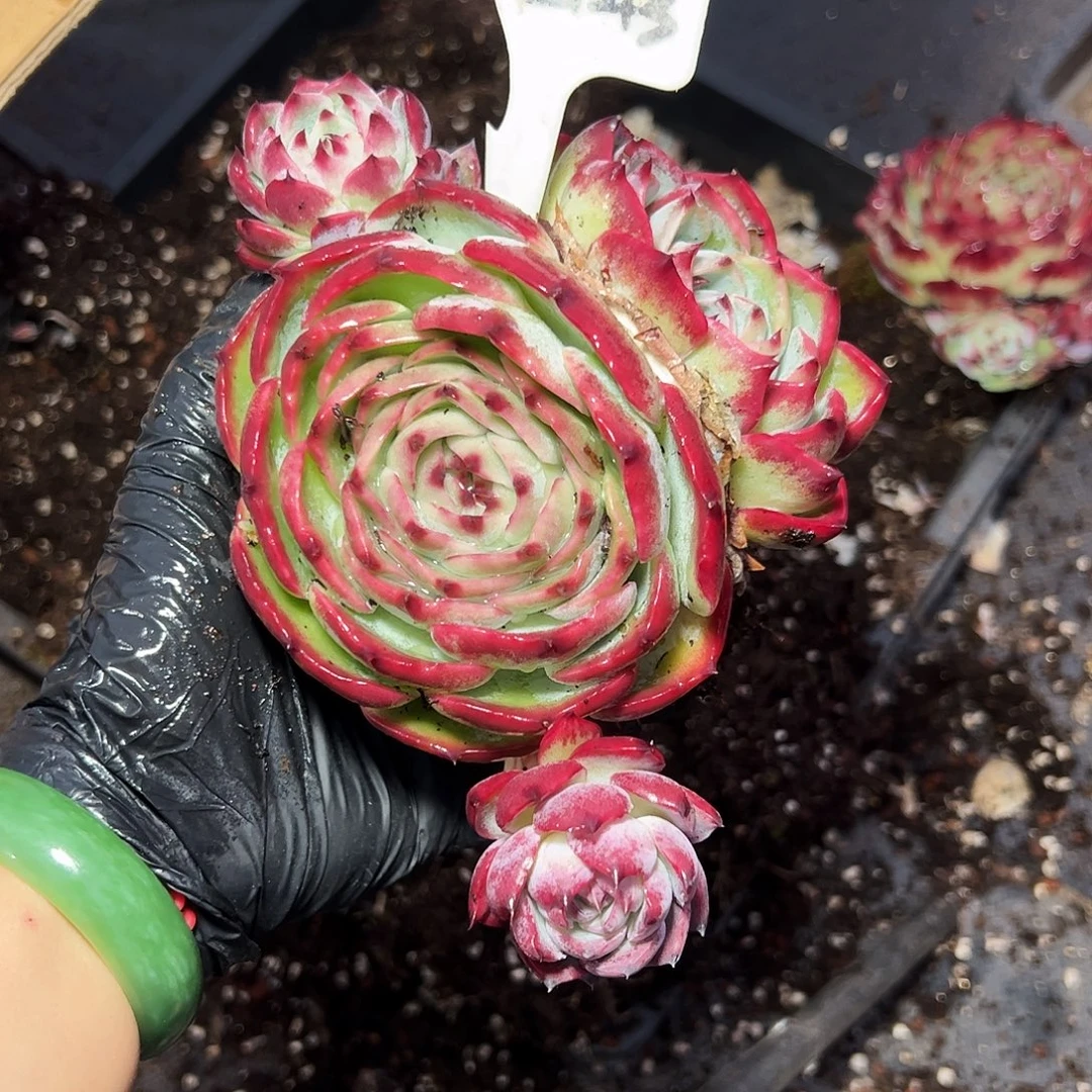 素***颜惊鸿娃娃2143号一物一拍