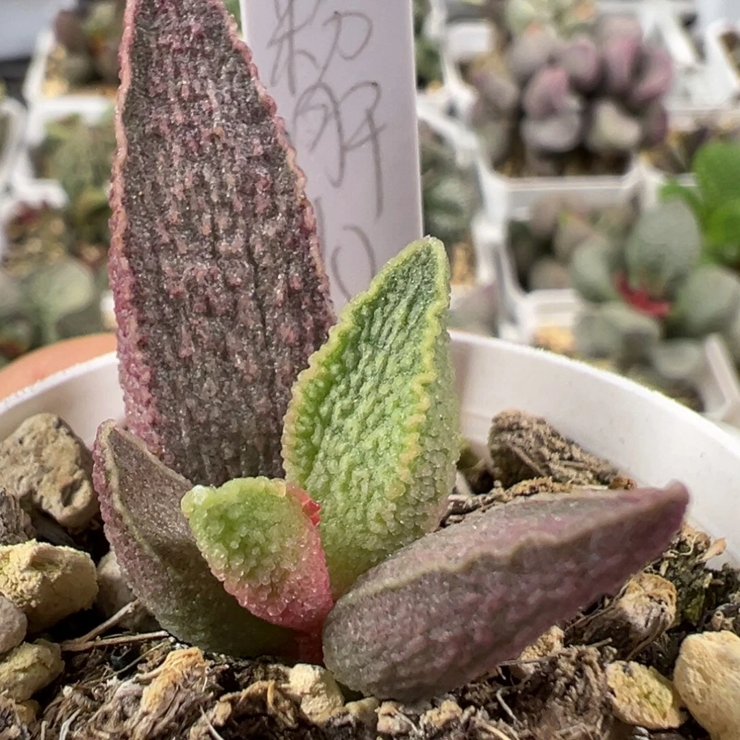 w粉红小猪多肉植物水泡