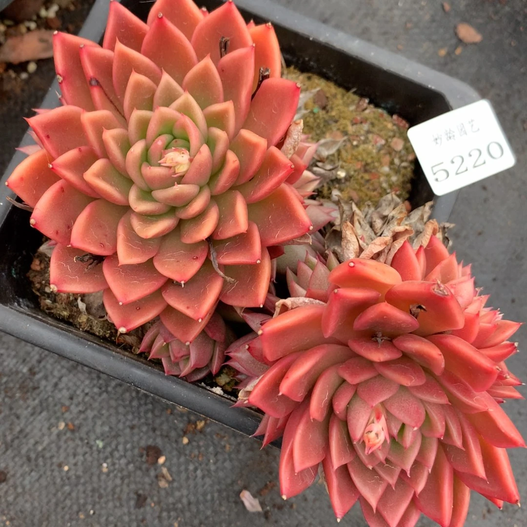 5220杂交多肉老桩