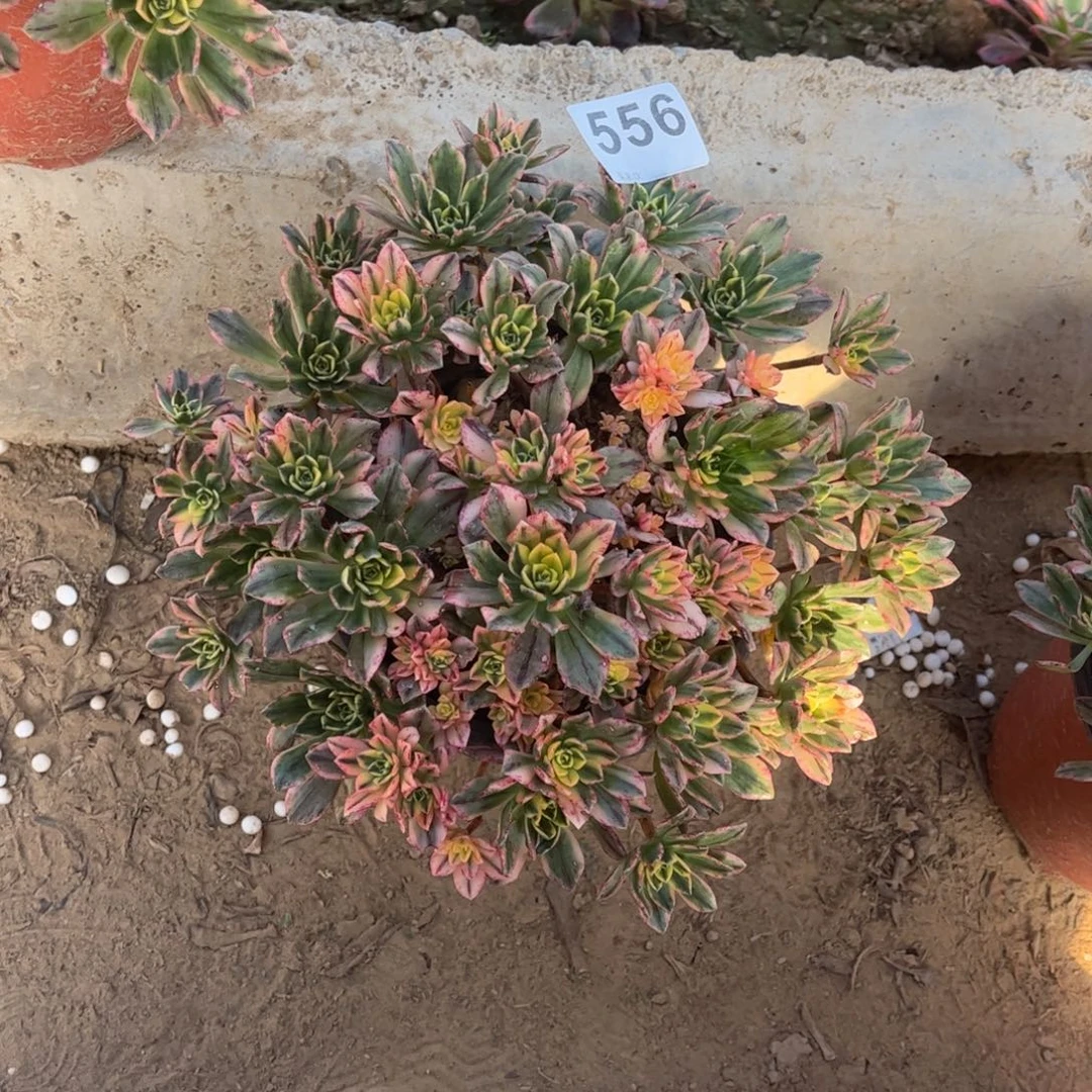 甜茶556不包断枝的