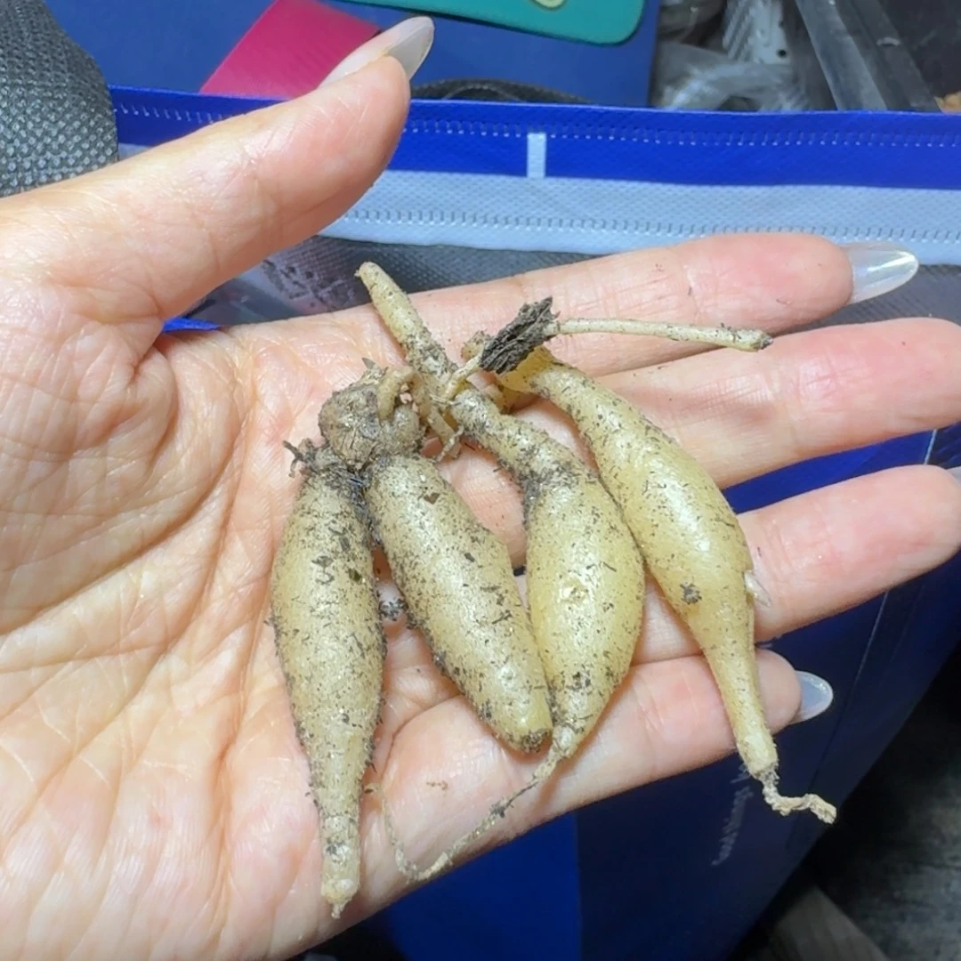 S***o海带弹簧草一物一拍多肉