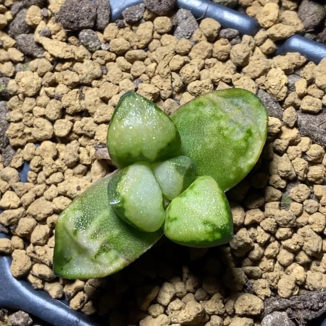 德鲁白实生寿一物一拍