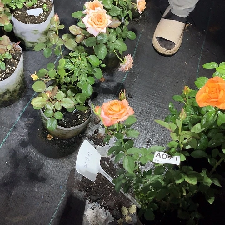 小***柏当前无花朵，栽培后可花朵阿罗哈91号