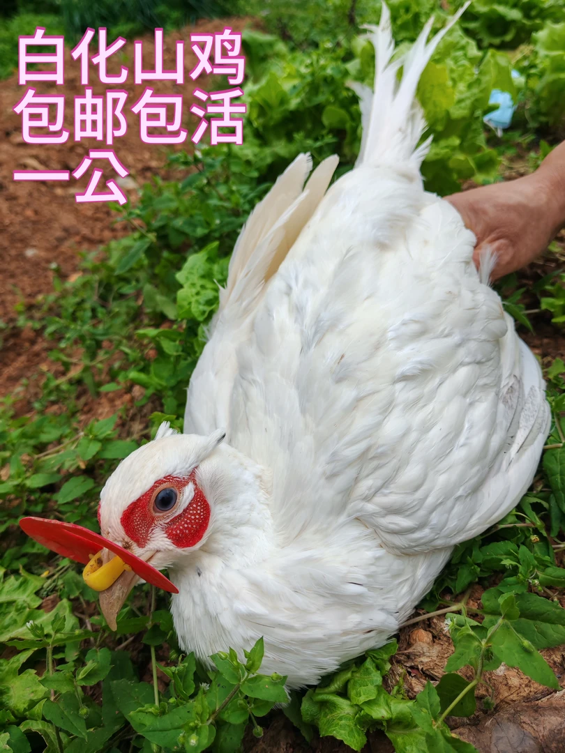 白化山鸡1公，包邮包活