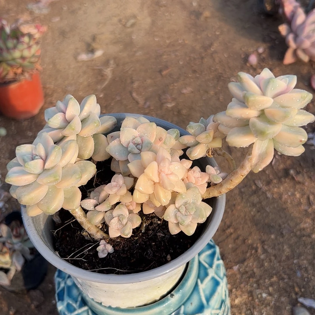 多肉植物美杏锦群