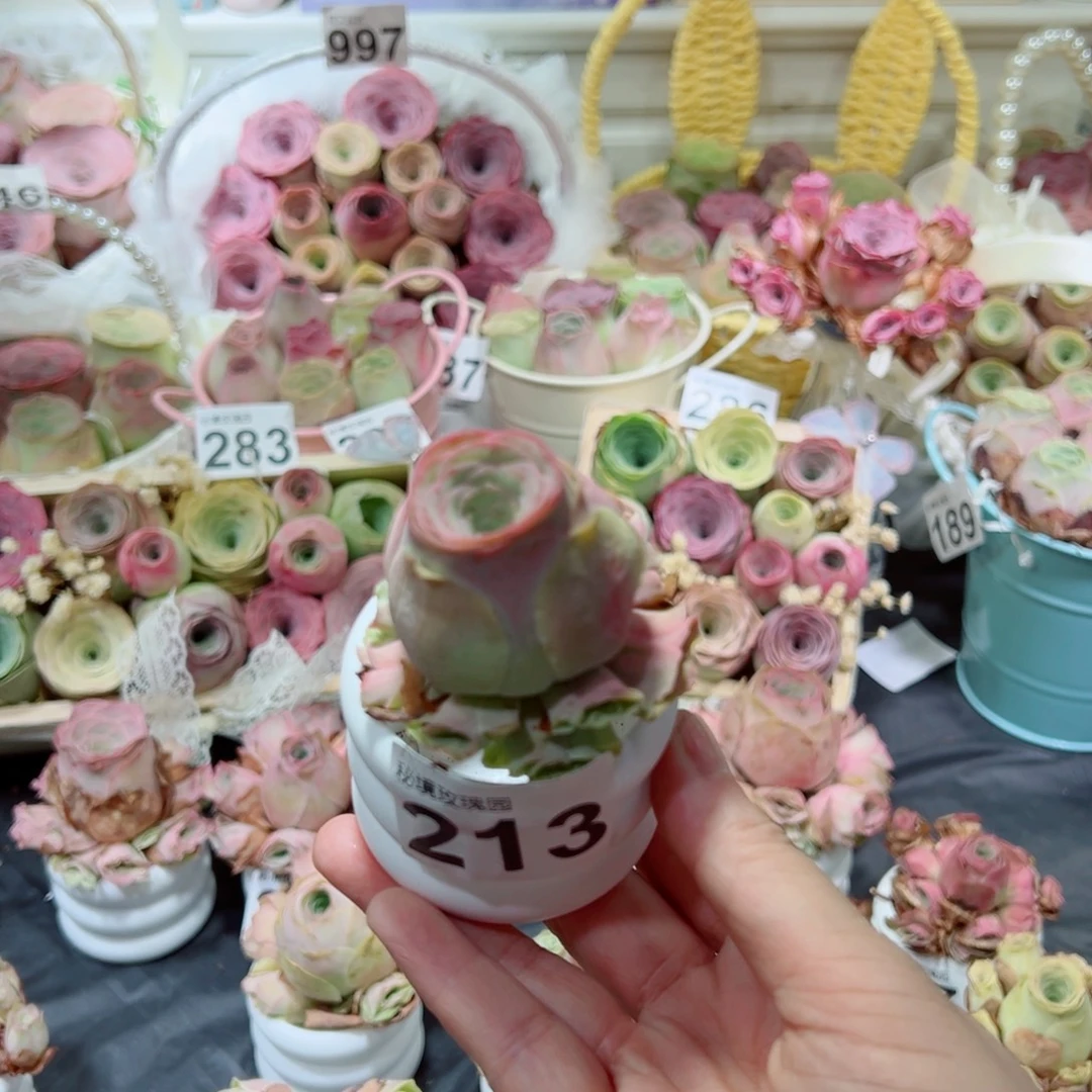 ⬤***寒213蜜桃仙子小捧花群。 一物一拍