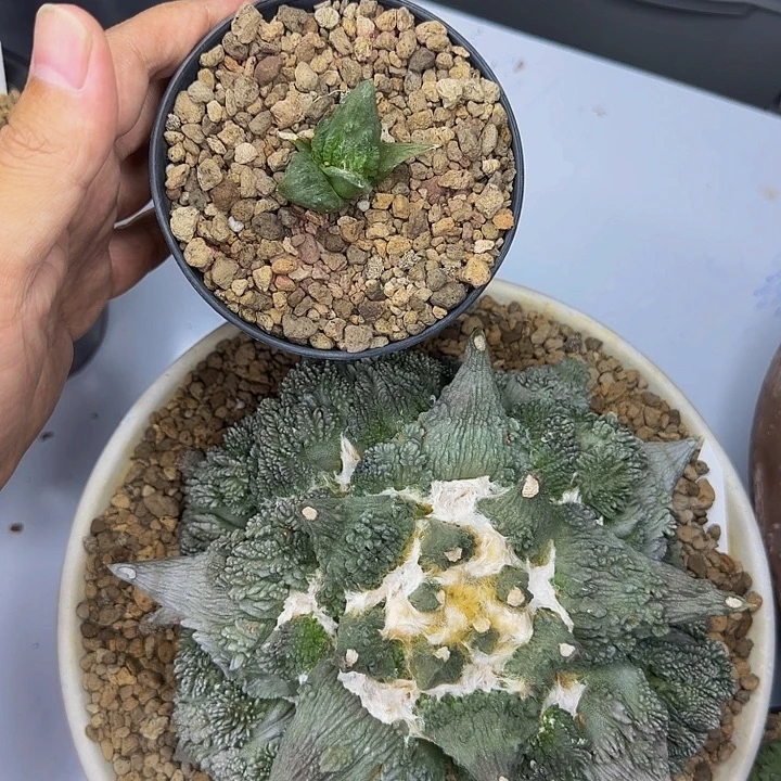 f***泊巨无霸银质雕花爆怒