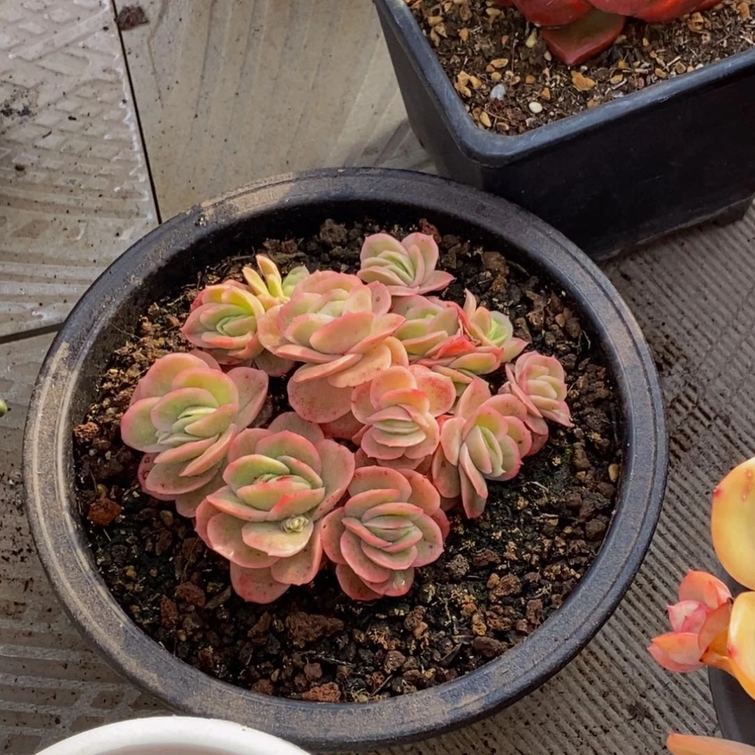 ?*宁48包邮一物一拍多肉植物