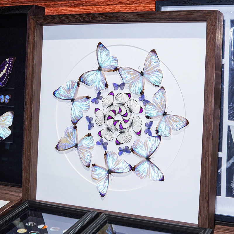 掌上明珠夜明珠闪蝶真蝴蝶标本玄关办公室装饰画挂画摆件生日礼物