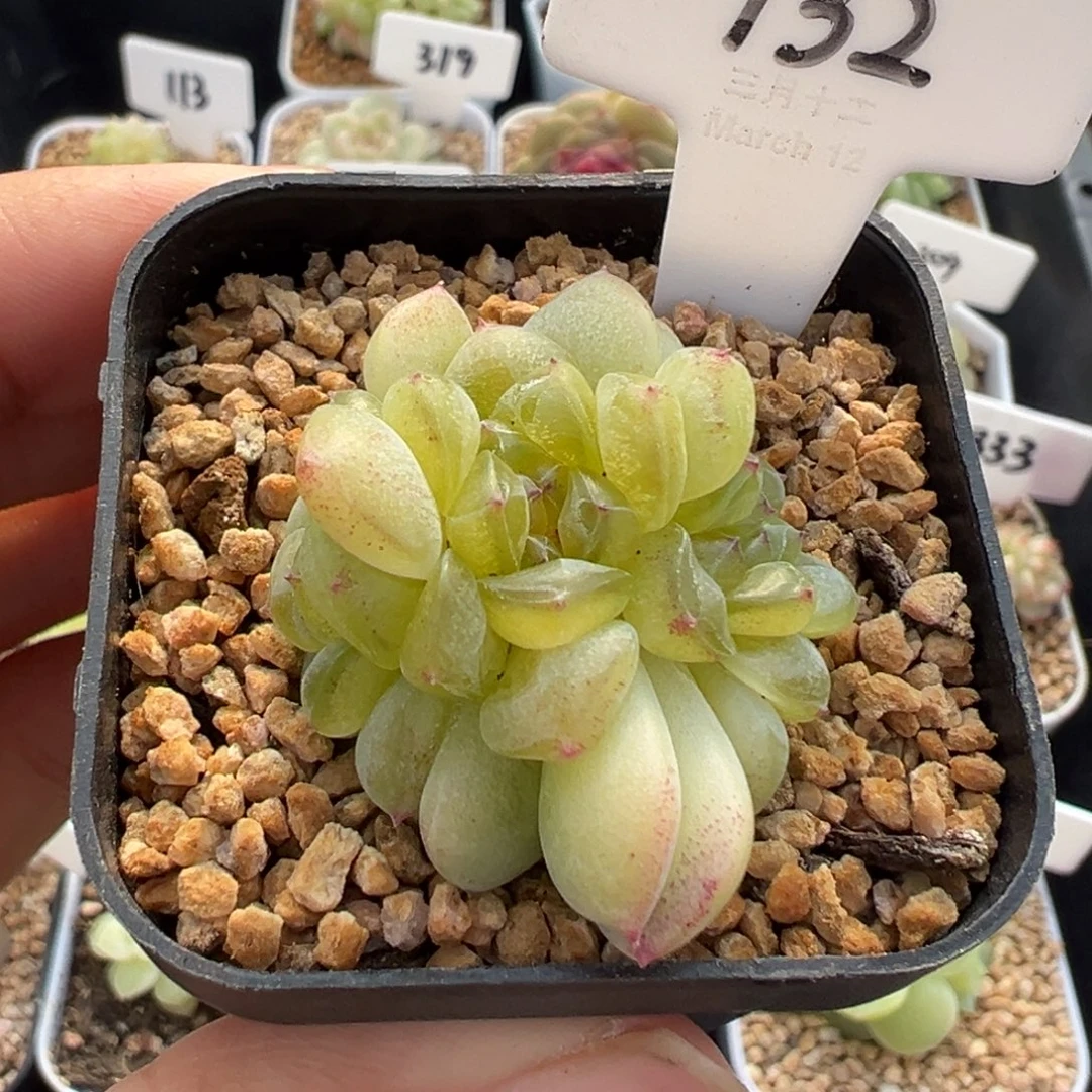 732号相柳甜心 晗雨