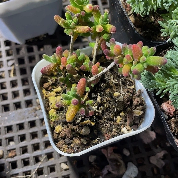 彩色糖球3.8带盆