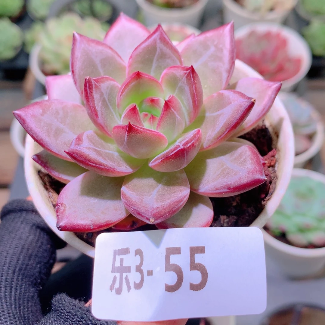 乐然 3-55 醉霞单头