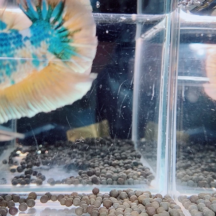 斗鱼黑253号巨斗将军