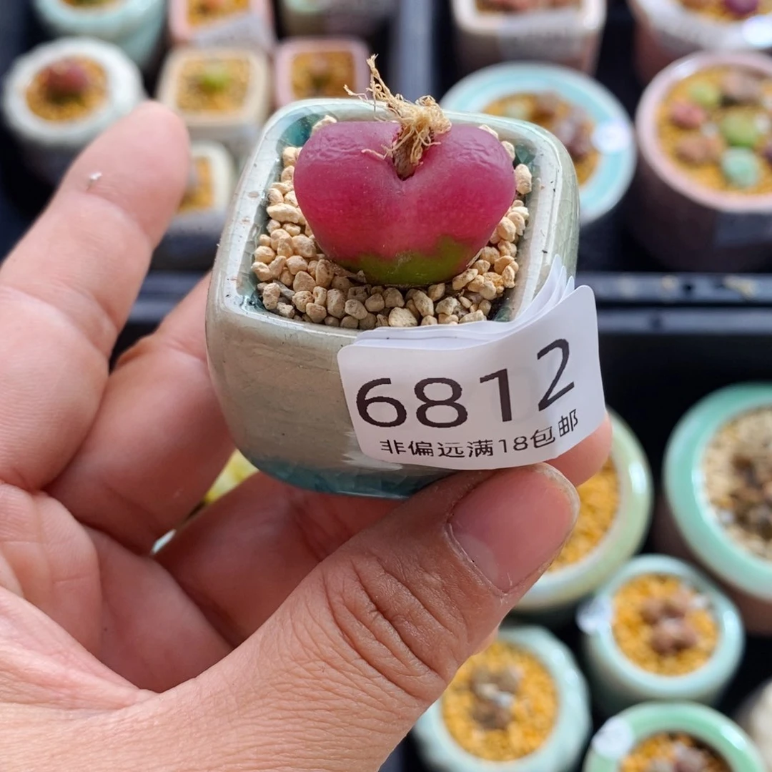 6812--一物一拍 带盆