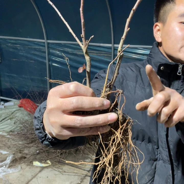 初心海棠花一颗苗