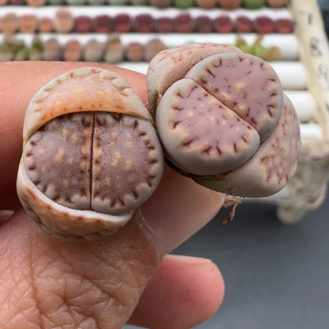 3.7好看的多肉脱土发货230