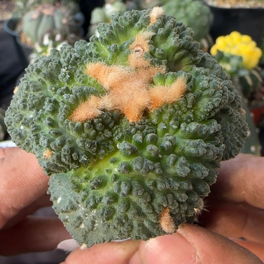 【闪购商品】超大尤基因哥斯拉625