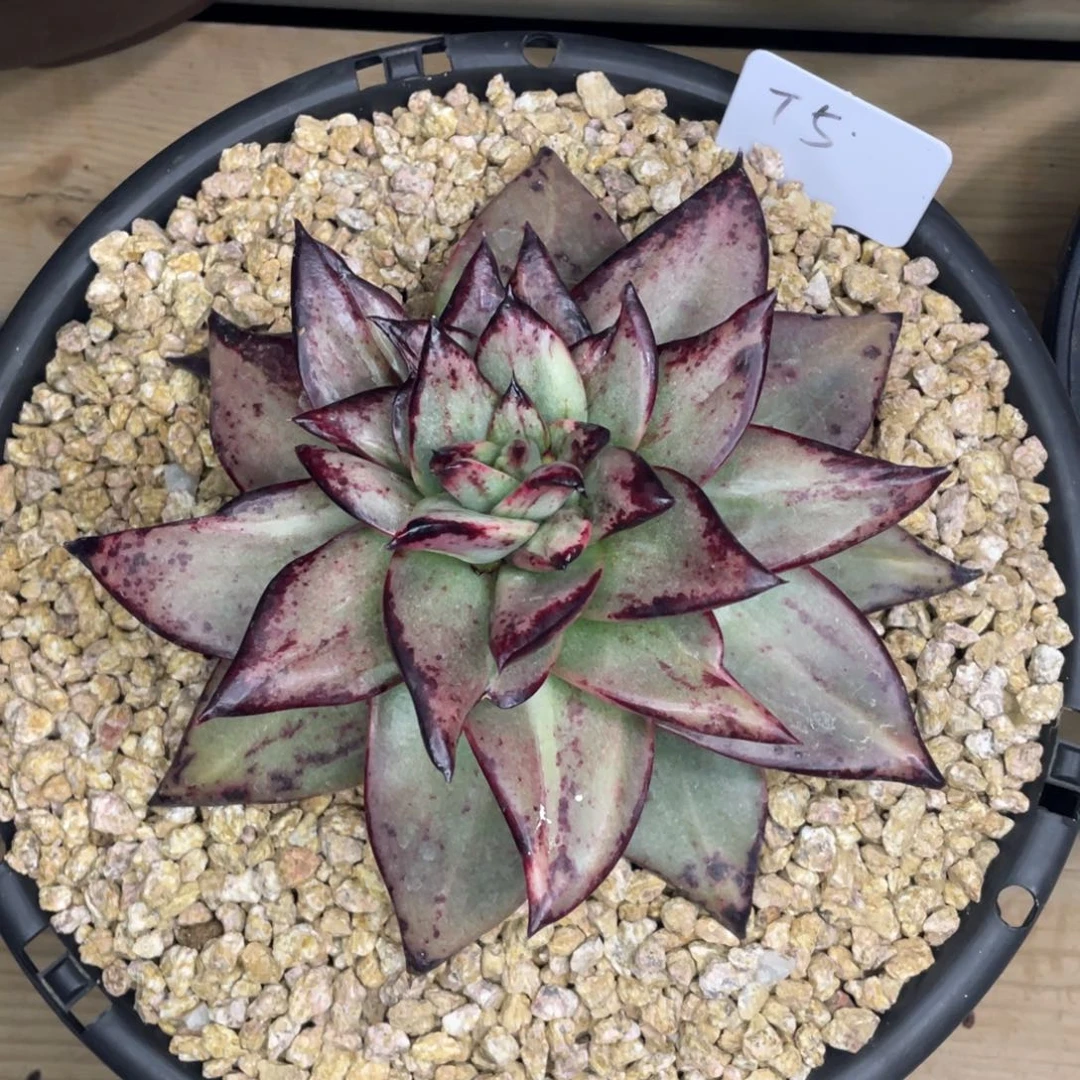 运***儿多肉植物，山人园艺