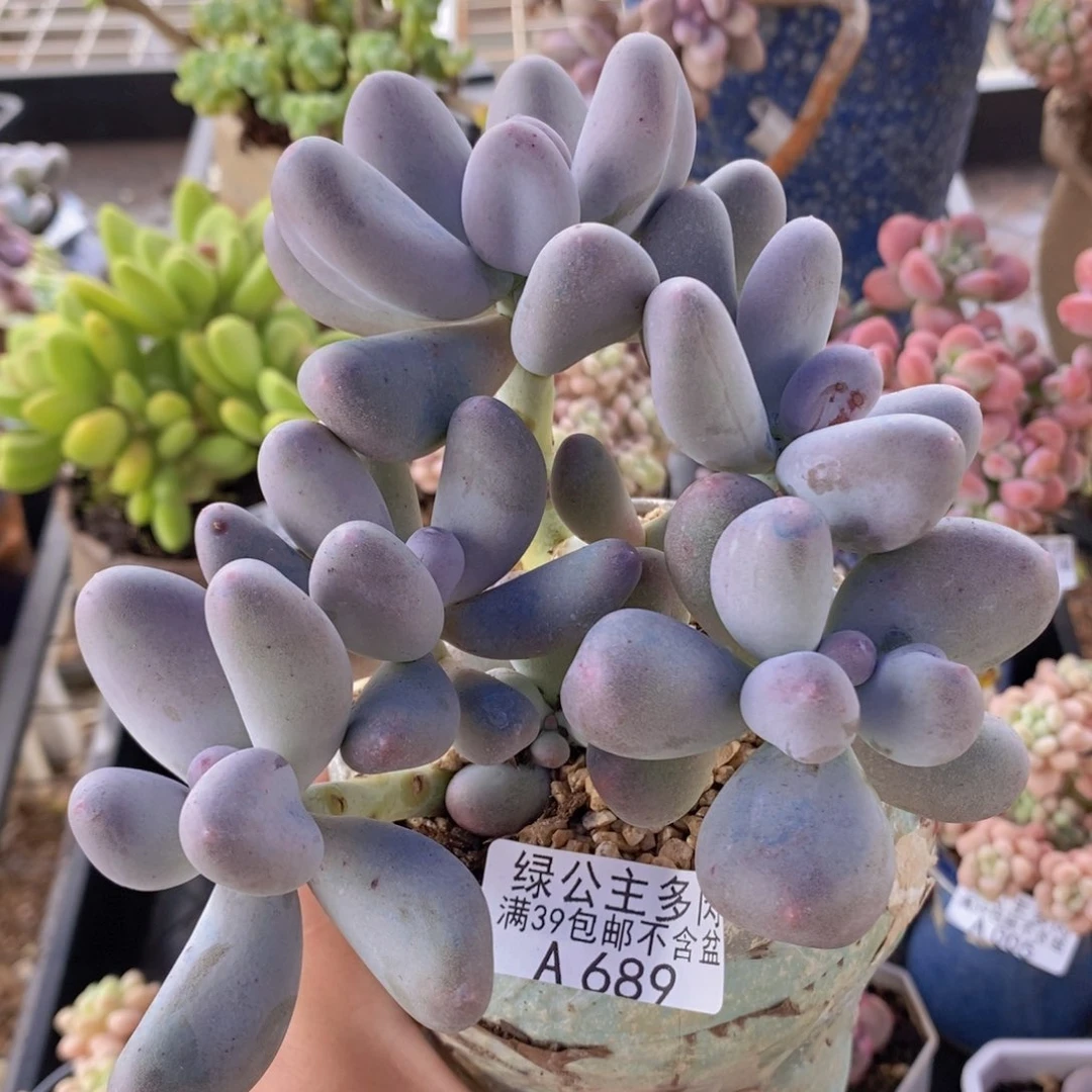 米可12cm689多肉植物