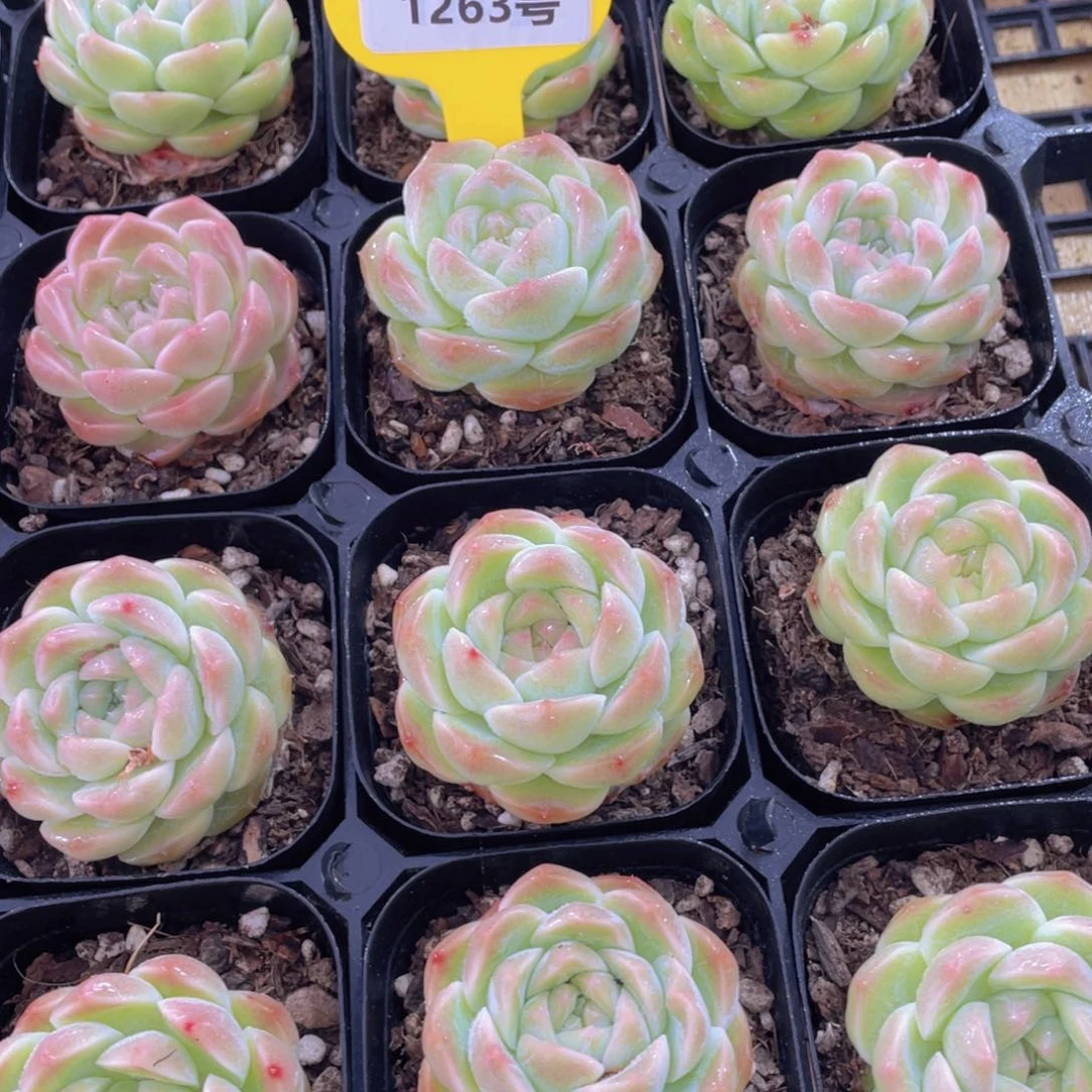 1263号 丸叶冰透奶油白桃汽水单头一个