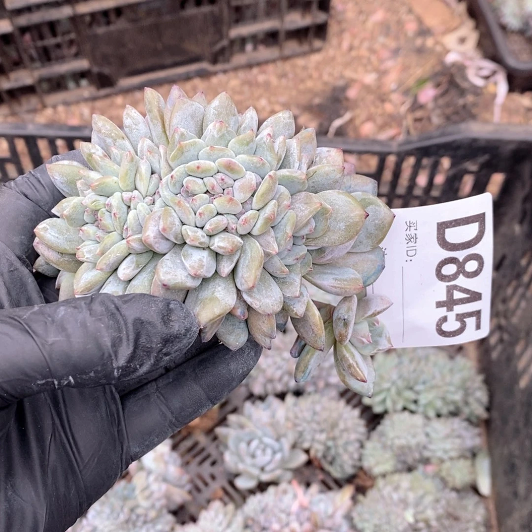 新***新845 石榴籽突尼斯缀