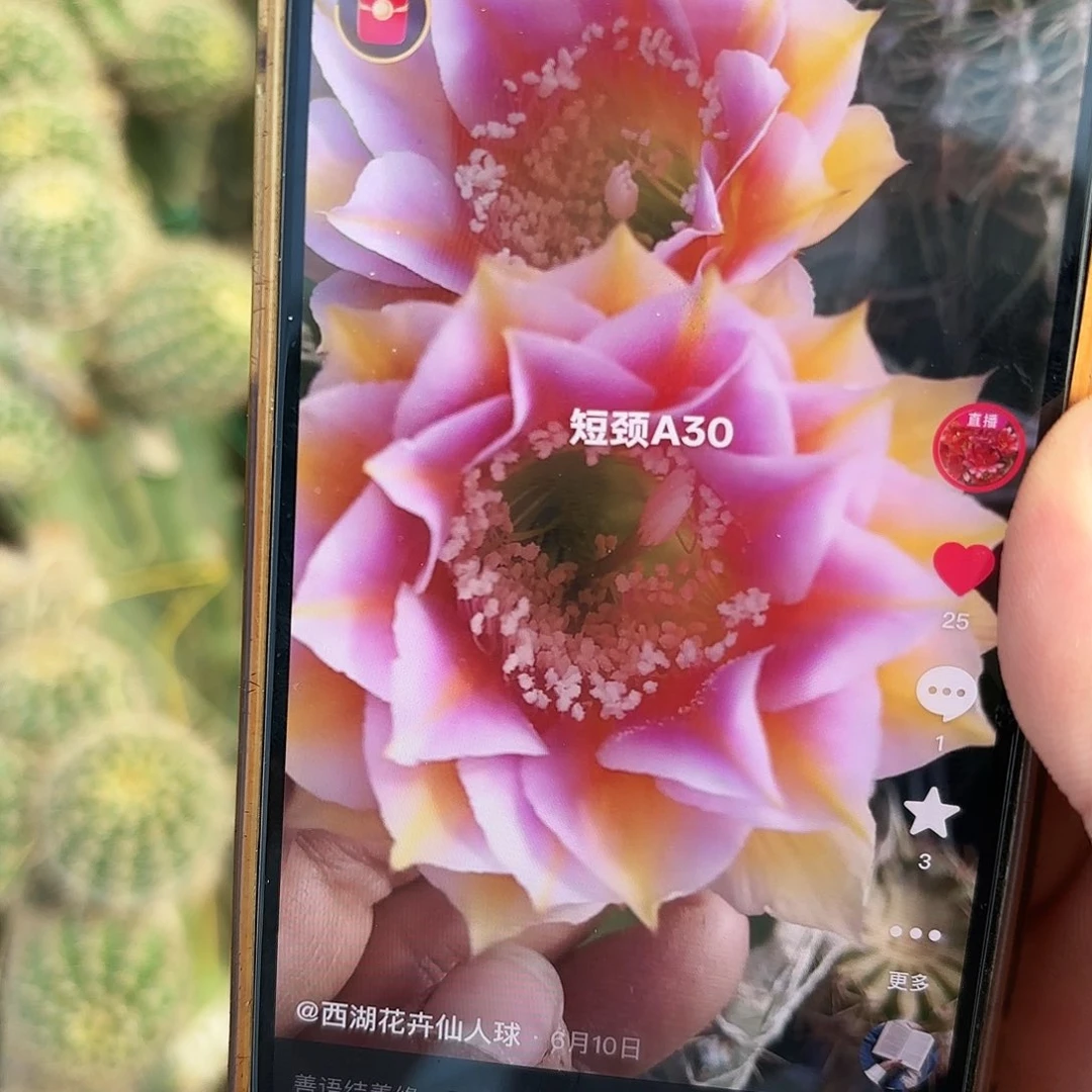 A30彩侧牙20包邮仙人球