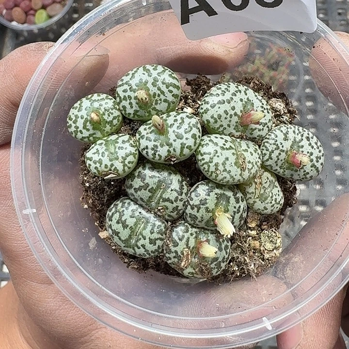 我***～08多肉植物多肉植物