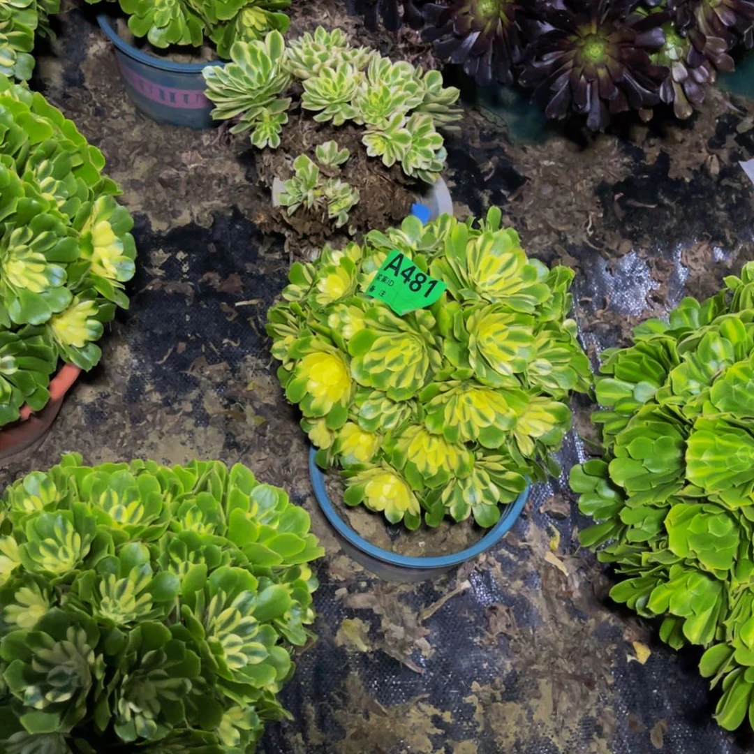 辛尼亚法师朵朵1-23