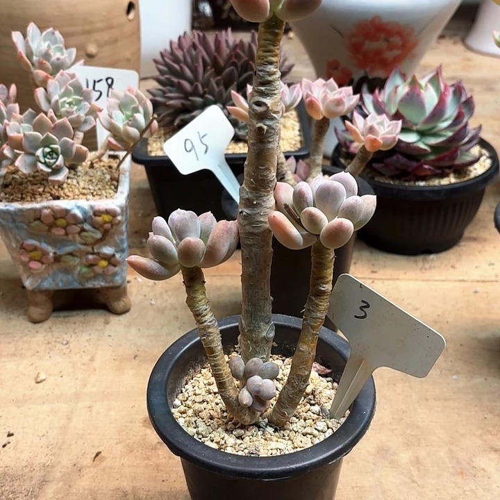 多肉植物，长叶奶3号