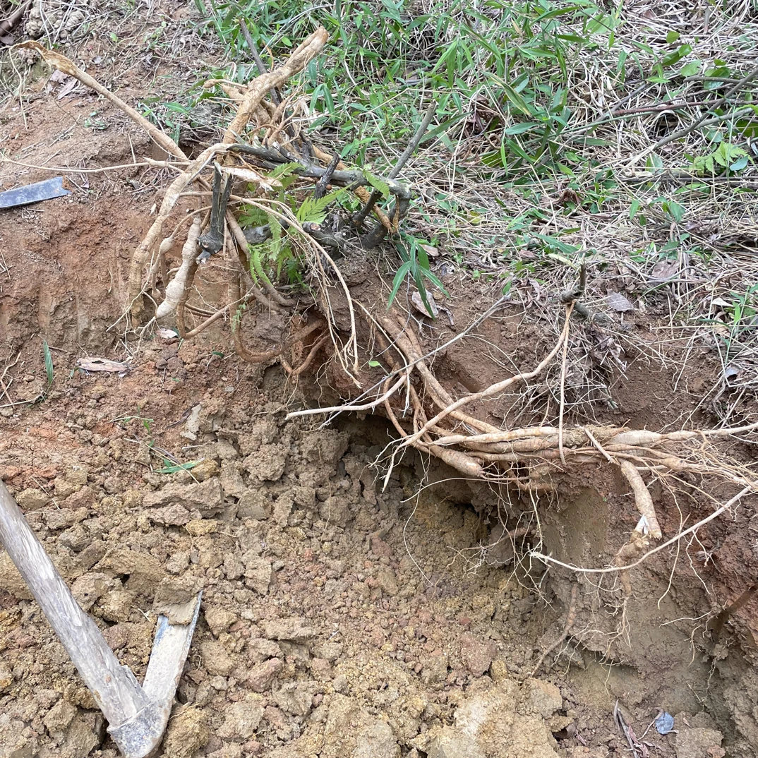 深山老林山货干品