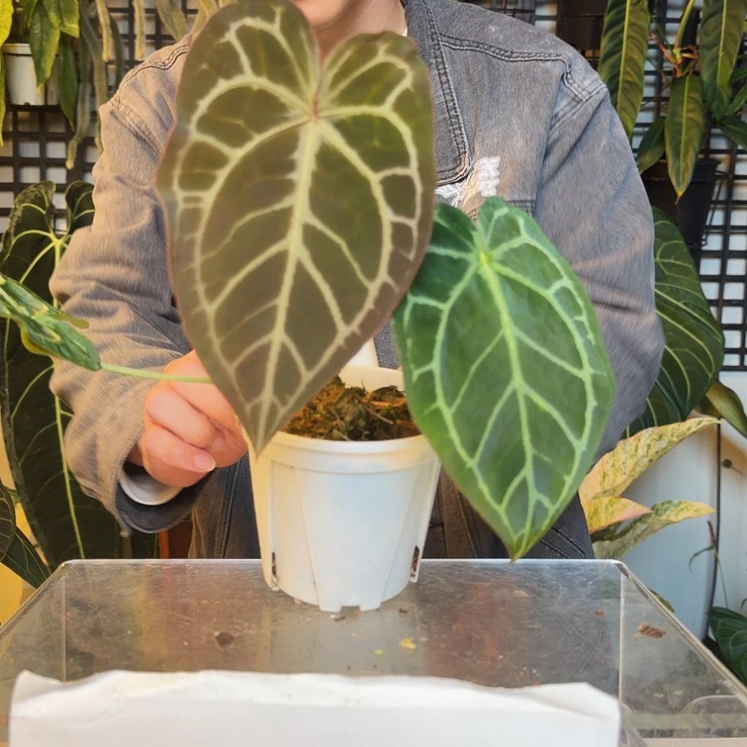 M***e完全开放O132 Mo转拍