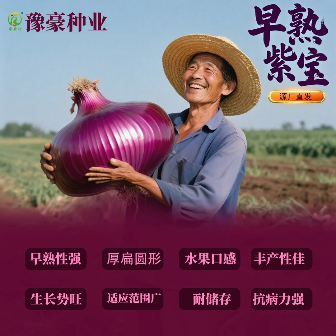 【紫皮水果洋葱种子】早熟紫宝抗病耐储早熟丰产深紫大面积种植