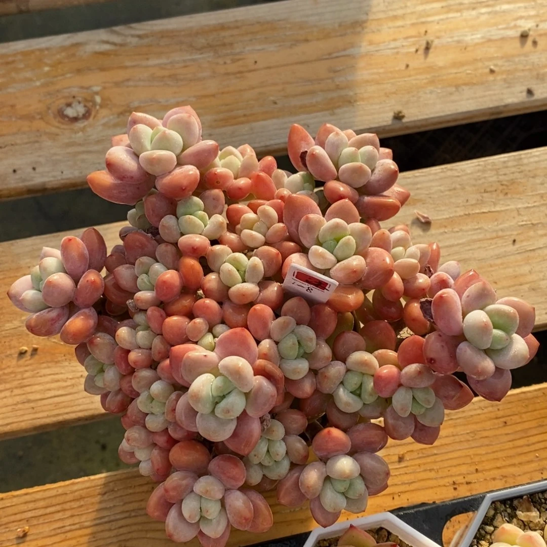 自助下单一物一拍多肉，下滑链接品种更多选择