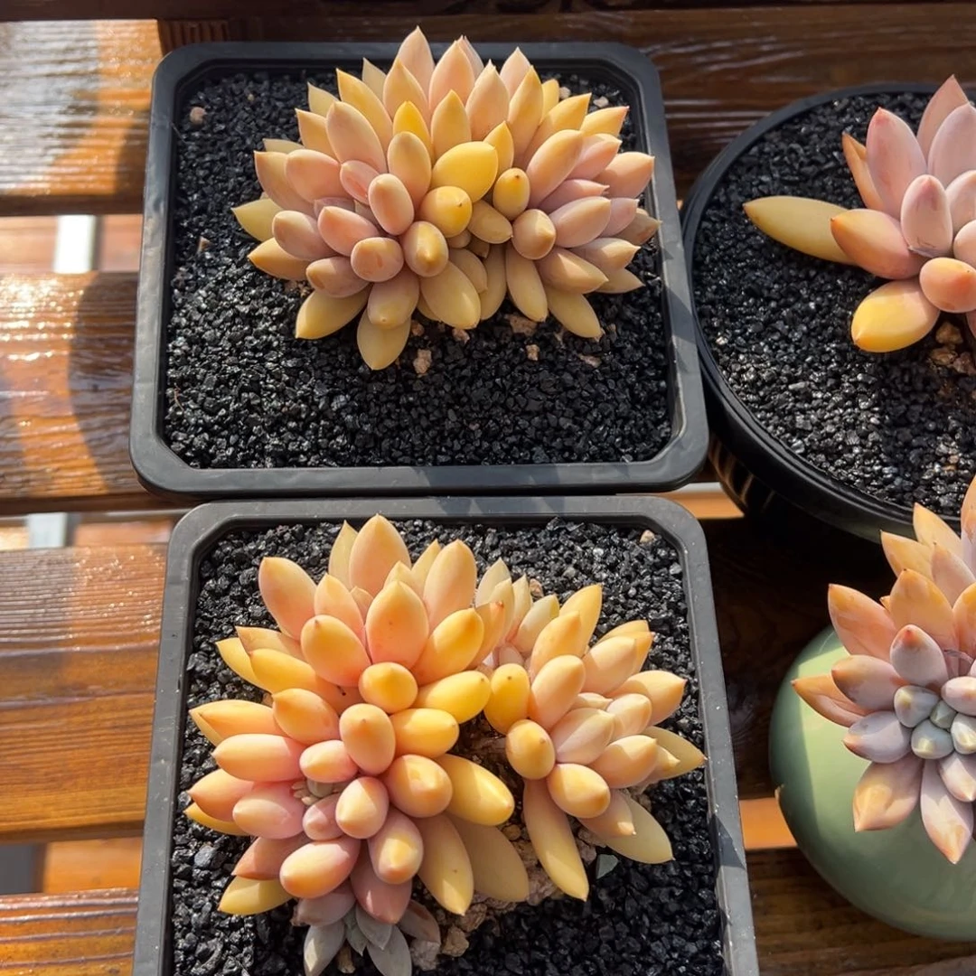 张张精品多肉哥特