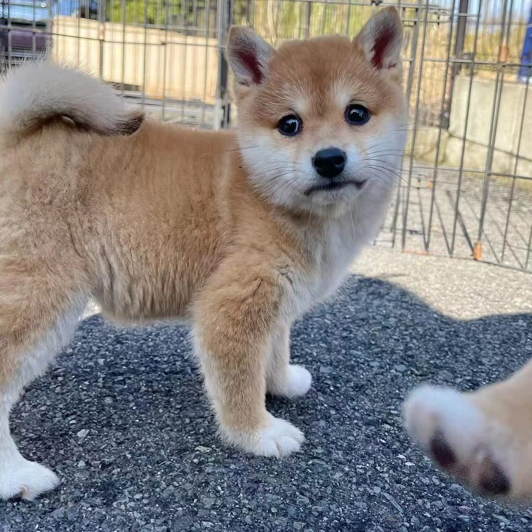 （哆咪柴犬）T狗狗活体