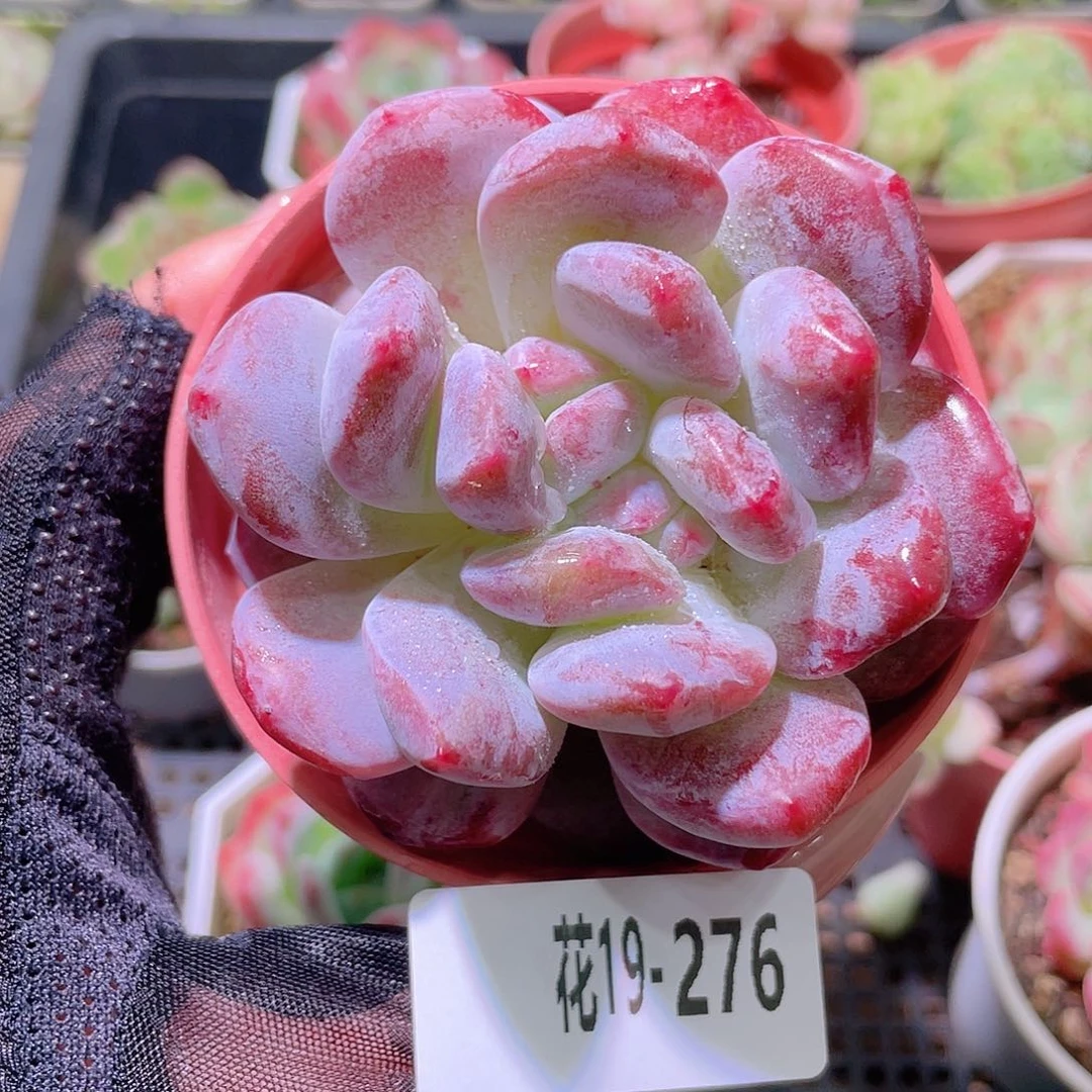 花利美19-276橙梦露