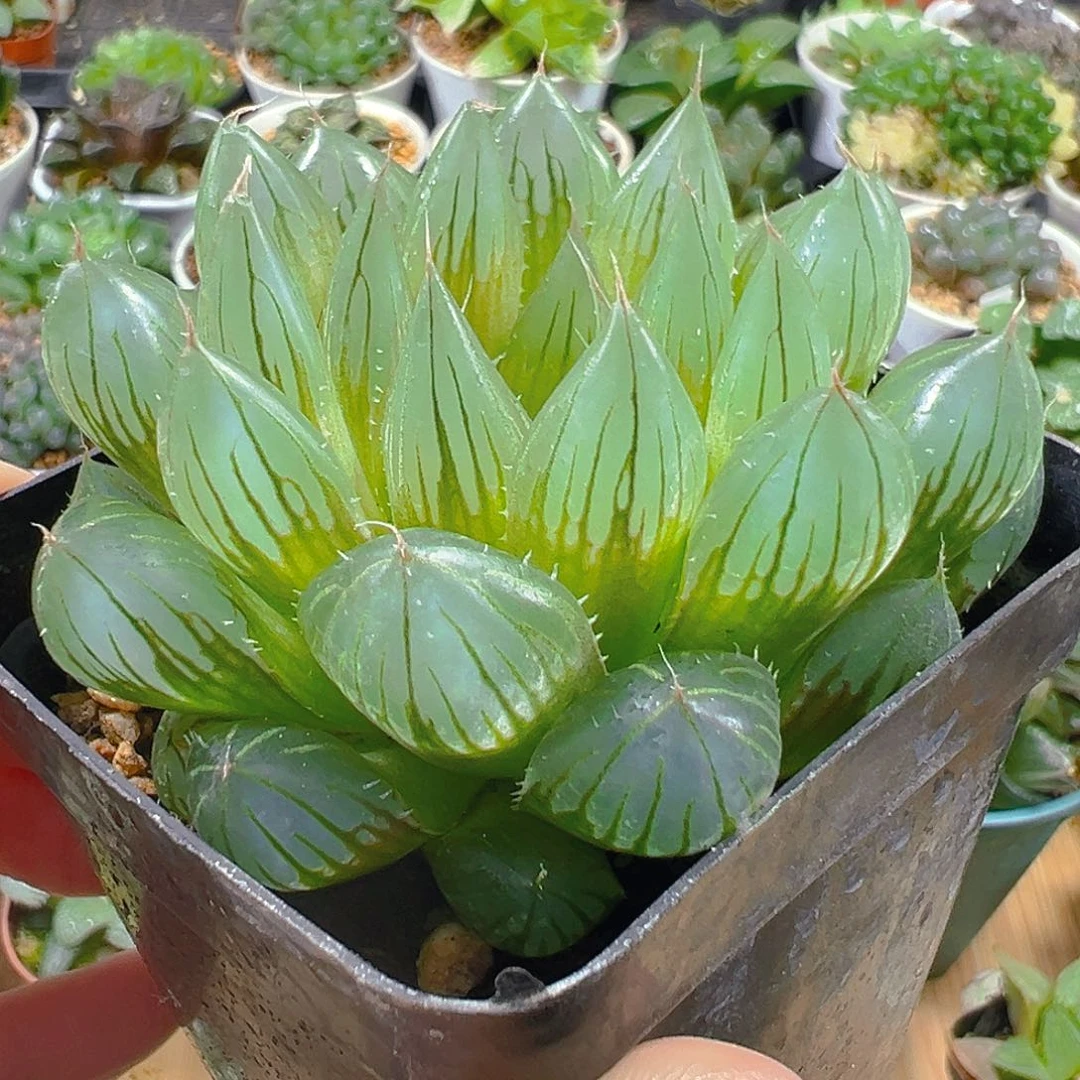铭品Y4玉露多肉植物一颗