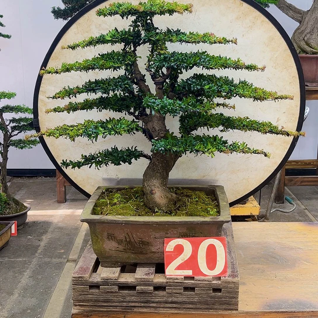 无花朵云南大哥一物一拍